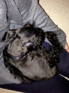 Sam curled up in my lap the night he arrived.