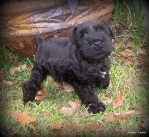 His heart-shaped nose! (courtesy of Johnson Farms)